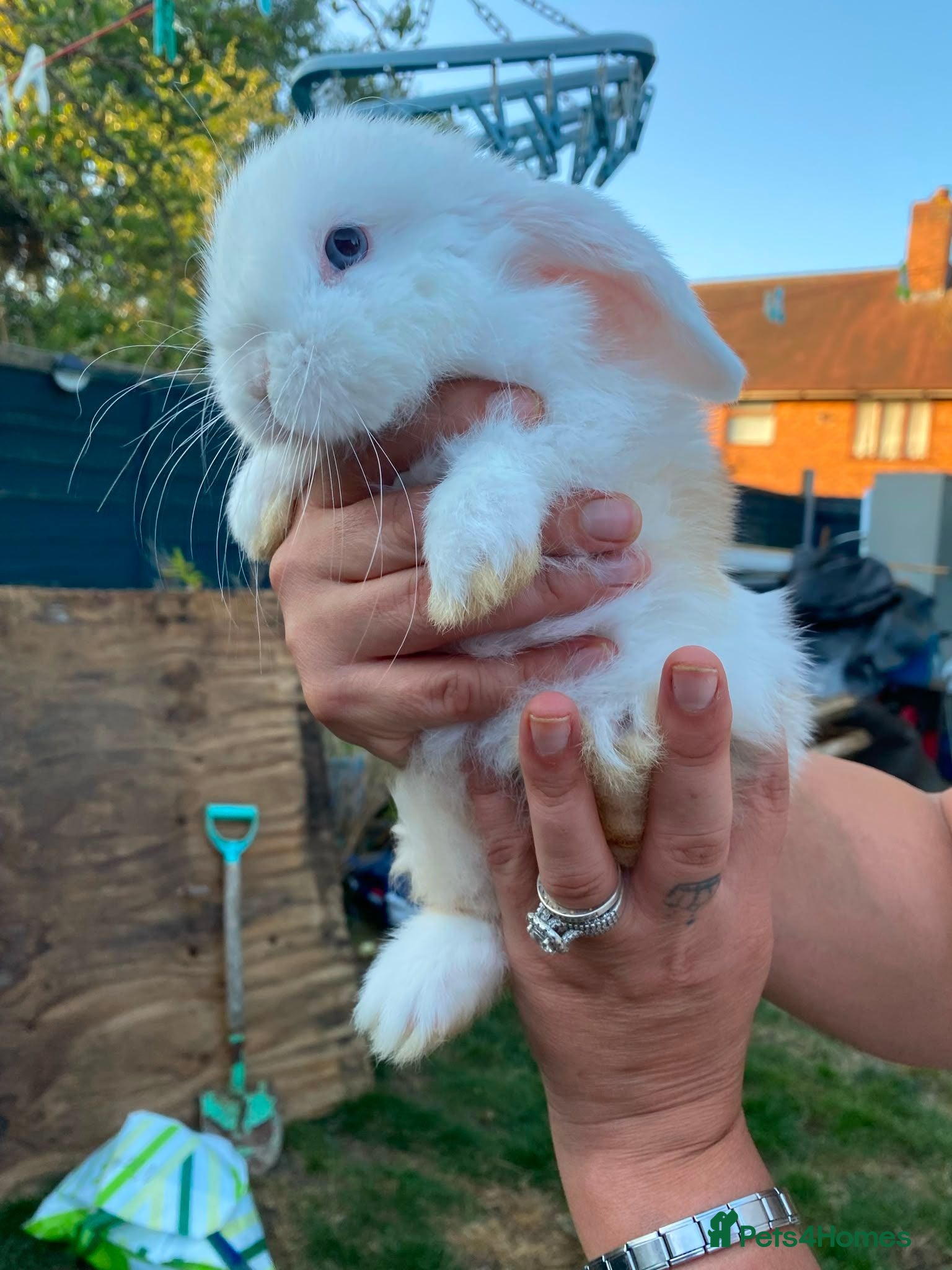 Mini Lop rabbits Mini lop rabbits - Advert 1