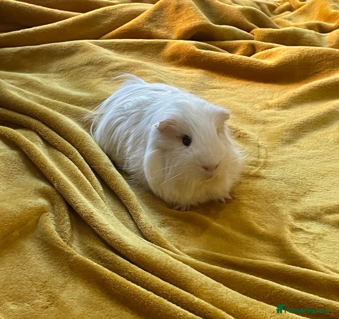 Guinea Pig rodents for sale: Our handsome boy marshmallow with cage, hay, food - Advert 1