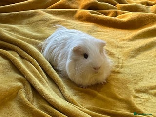 Guinea Pig rodents for sale: Our handsome boy marshmallow with cage, hay, food - Advert 1