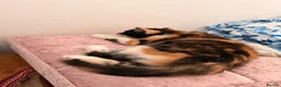 Mixed Breed cats for sale: (Ready Now) Mixed Breed Kittens in Northampton - Advert 11