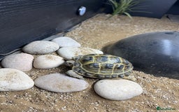 Tortoise reptiles for sale: Horsefield Tortoise  - Image 2