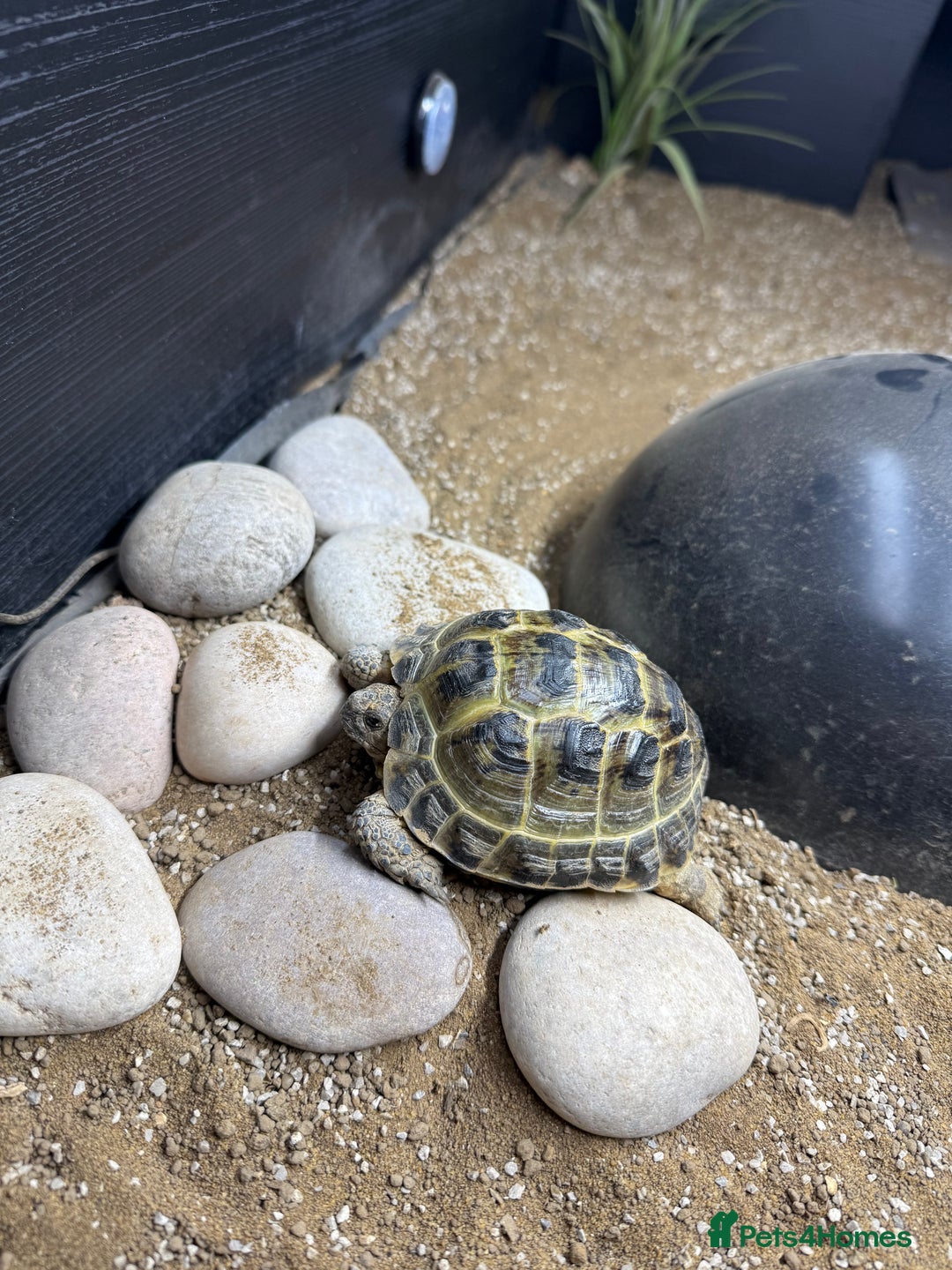 Tortoise reptiles for sale: Horsefield Tortoise  - Image 2