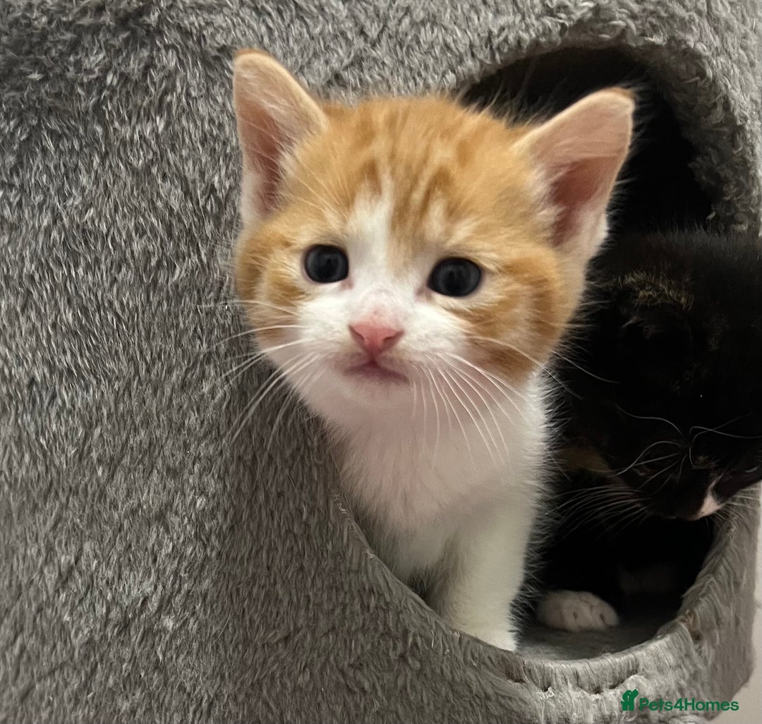 Mixed Breed cats for sale: A Surprise Litter. Dot’s first and last!  - Advert 11