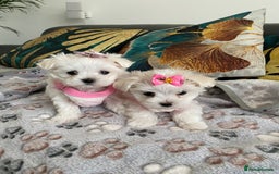 Maltese dogs for sale: 🌟KC STUNNING half-Korean Maltese puppies 🌟 - Image 33