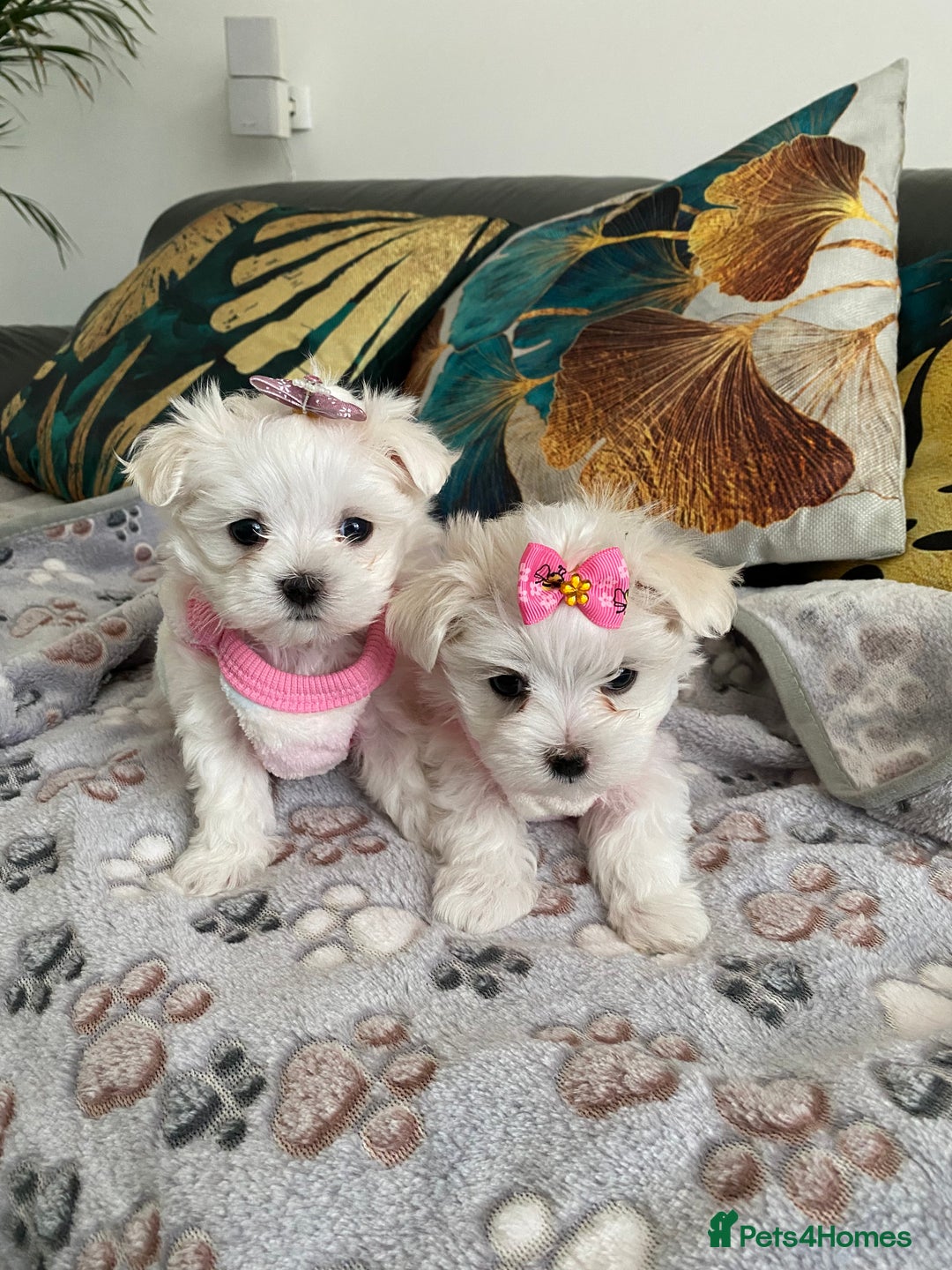 Maltese dogs for sale: 🌟KC STUNNING half-Korean Maltese puppies 🌟 - Image 33