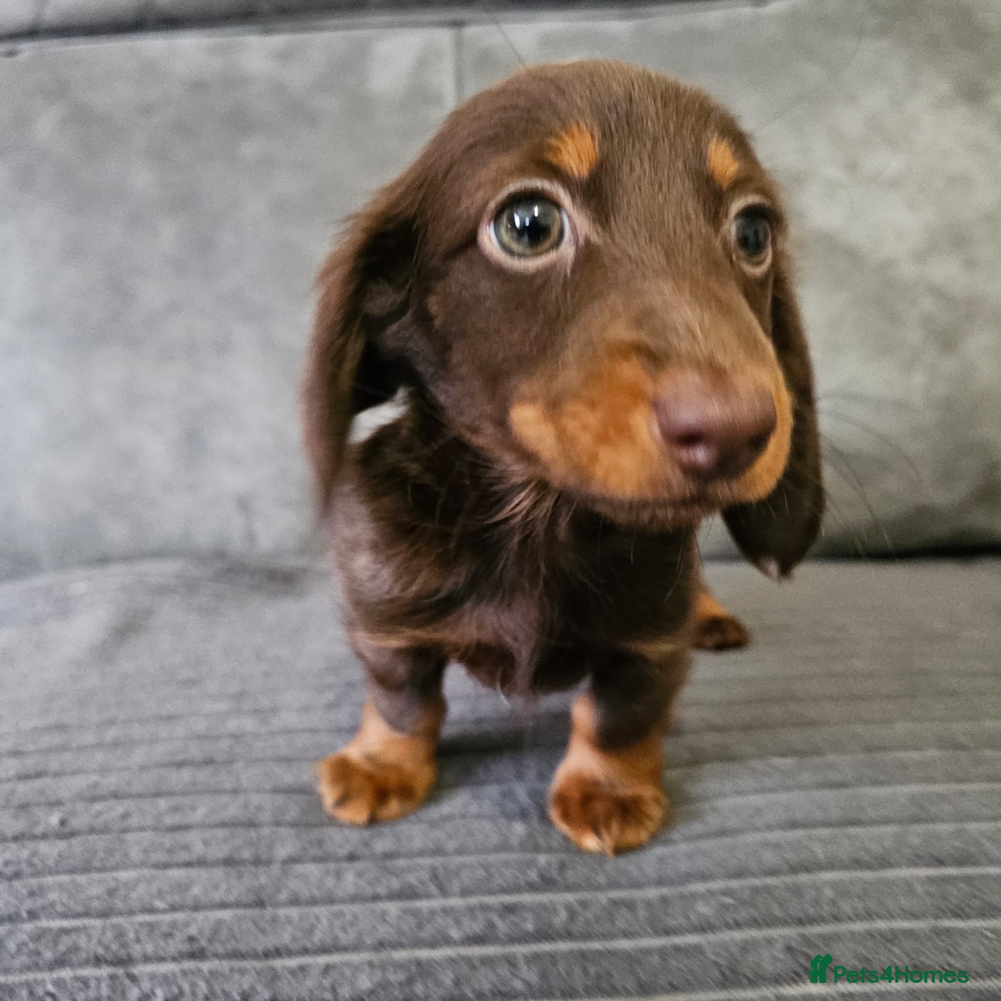 Dachshund dogs Last chocolate long haired mini dachshund girls - Advert 12