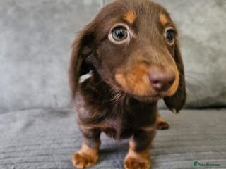 Dachshund dogs Last chocolate long haired mini dachshund girls - Advert 5