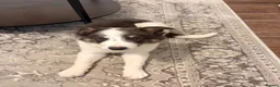Border Collie dogs for sale: Border collie puppy in Dromore - Advert 4