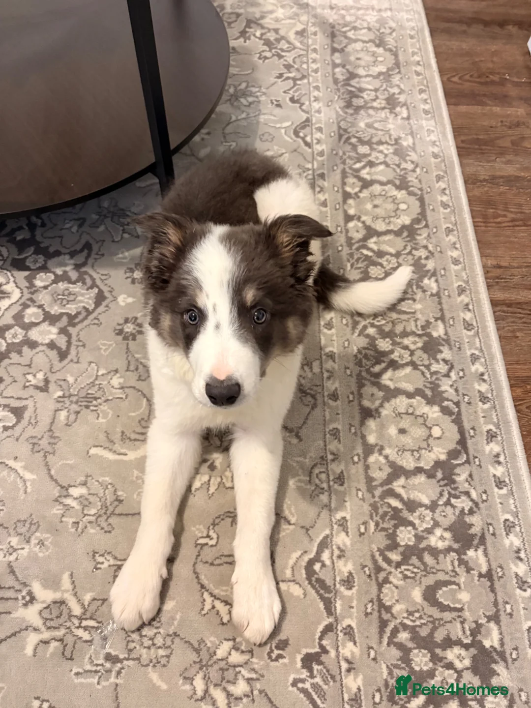 Border Collie dogs for sale: Border collie puppy in Dromore - Advert 4