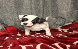 American Bulldog dogs for sale: American Bulldog - Image 26