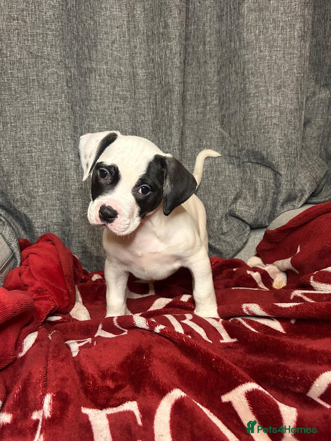 American Bulldog dogs for sale: American Bulldog - Image 26