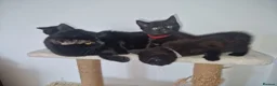 Mixed Breed cats for sale: British short-hair cross kittens  in Saint Austell - Advert 4