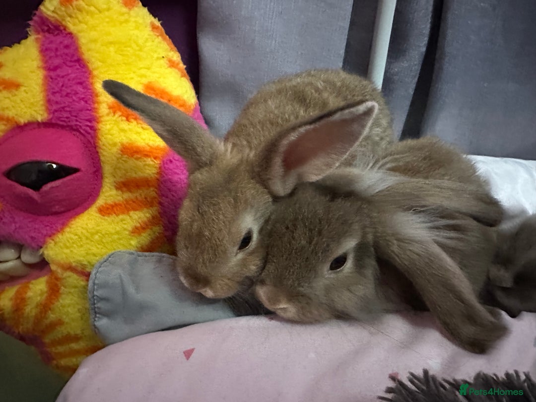 Mixed Breed rabbits for sale: 4 male lionhead x mini lop - Image 2