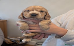 Cocker Spaniel dogs for sale: Quality Bred Show Type Cocker Spaniel Puppies - Image 4