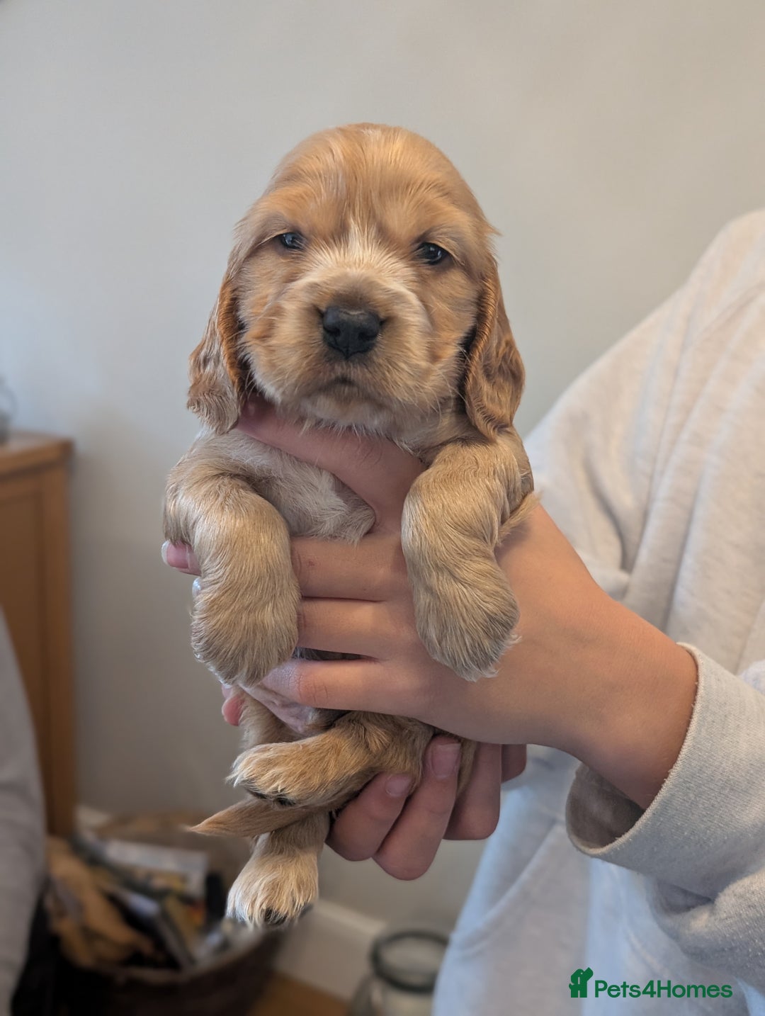 Cocker Spaniel dogs for sale: Quality Bred Show Type Cocker Spaniel Puppies - Image 4