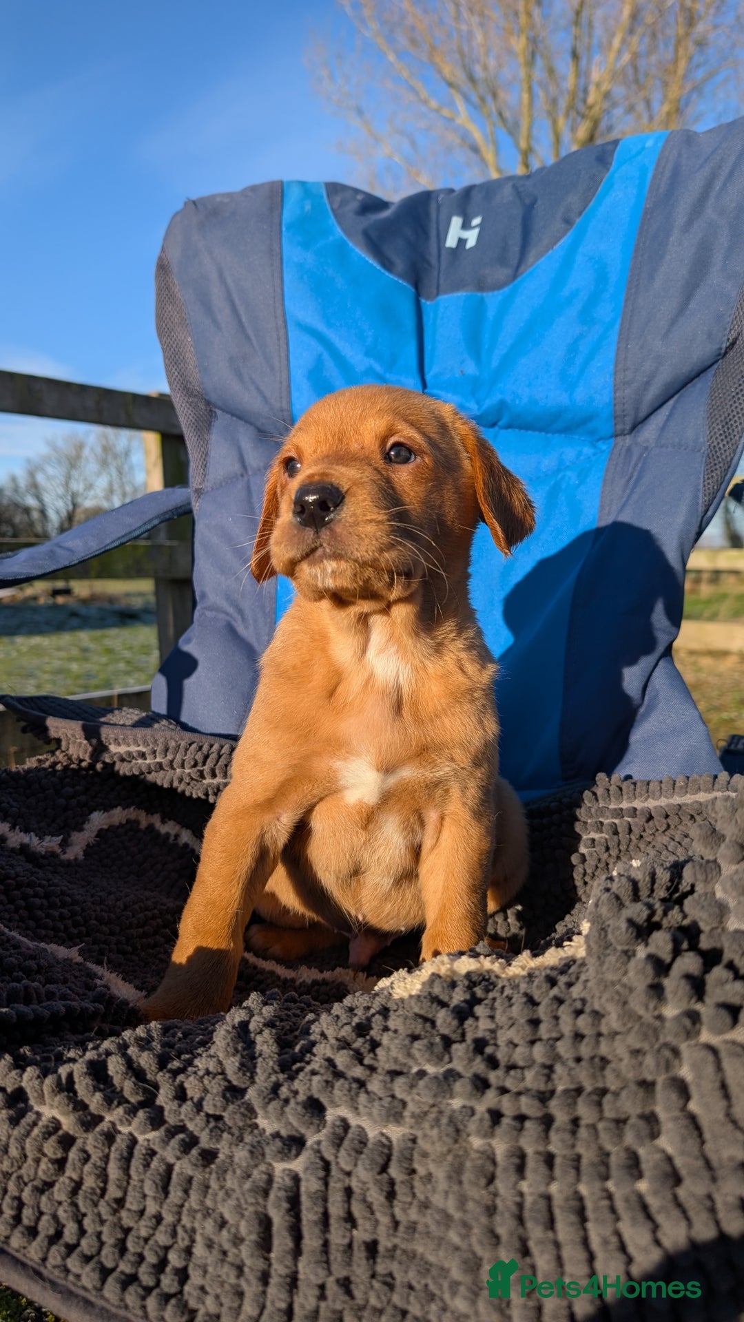 Labrador Retriever dogs for sale: Fab KC Fox Red Pups - 4* Higher Standard Breeder - Advert 26