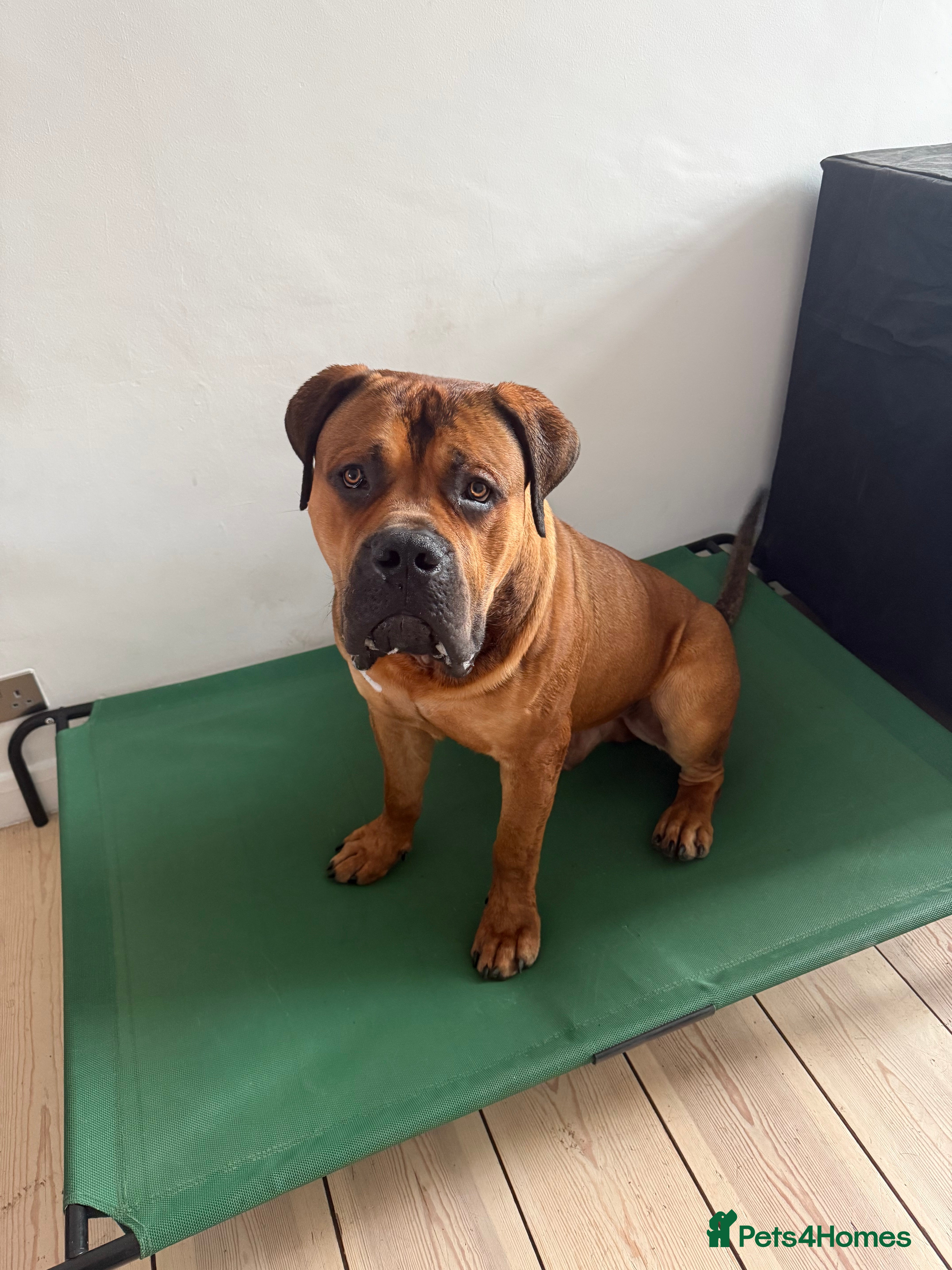 Boerboel dogs Phenomenal Boerbel - Advert 1