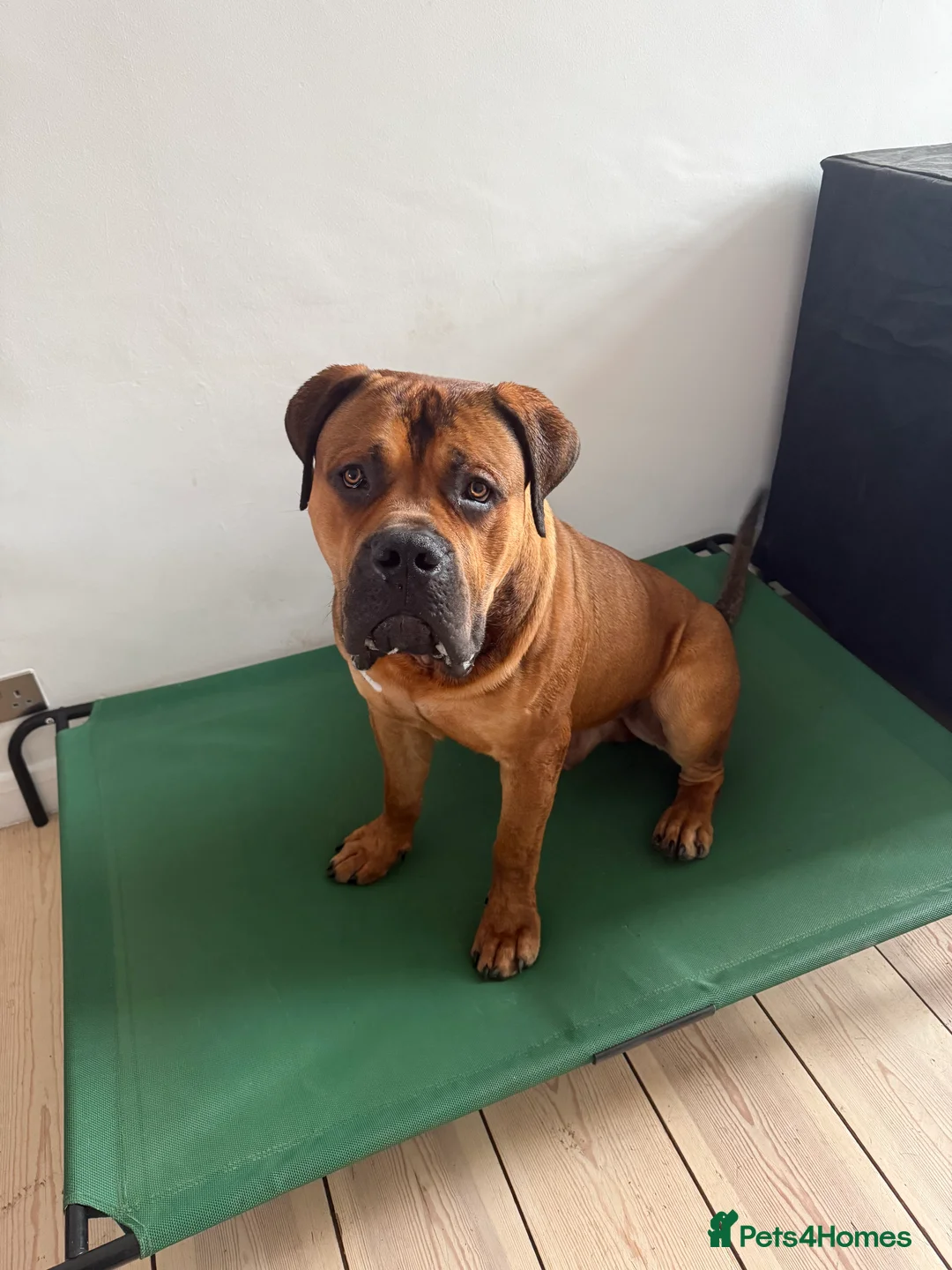 Boerboel dogs for sale: Phenomenal Boerbel - Advert 1