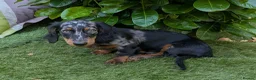Miniature Dachshund dogs for sale: Dachchund puppy boy in Wellingborough - Advert 11