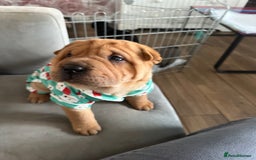 Shar Pei dogs for sale: Bear coat shar pei - Image 13