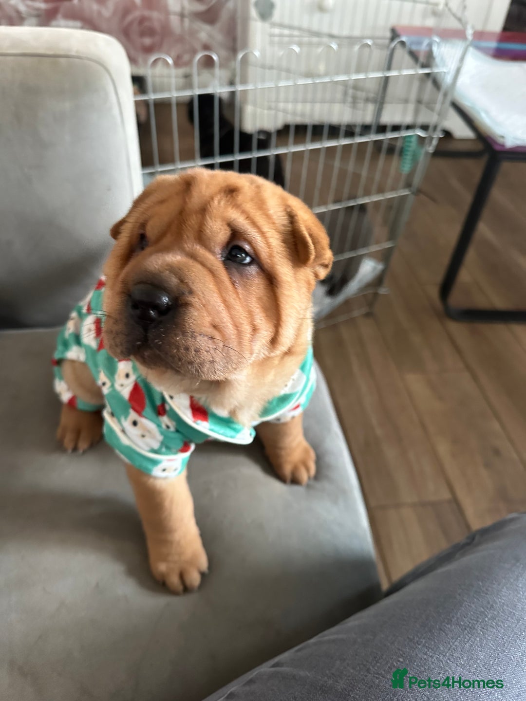 Shar Pei dogs for sale: Bear coat shar pei - Image 13