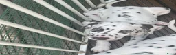 Dalmatian dogs for sale: Dalmation puppies 3 Left  - Advert 6
