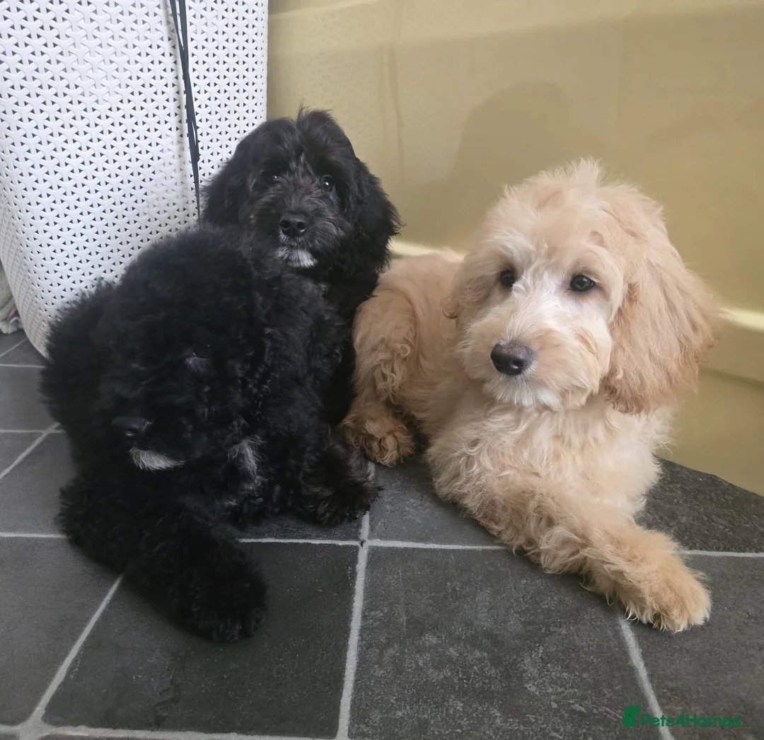 Goldendoodle dogs for sale: Goldendoodle Puppies  in Bolton - Advert 3