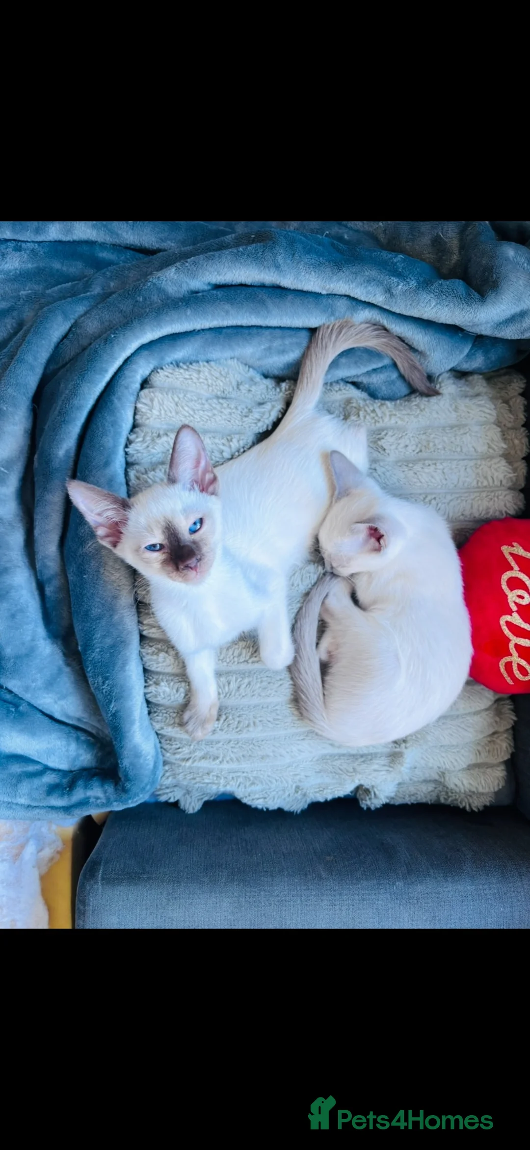 Siamese cats for sale: Two female Siamese kittens  - Advert 1