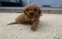 Cavapoo dogs for sale: Stunning Deep red health tested f1 cavapoos  - Image 24