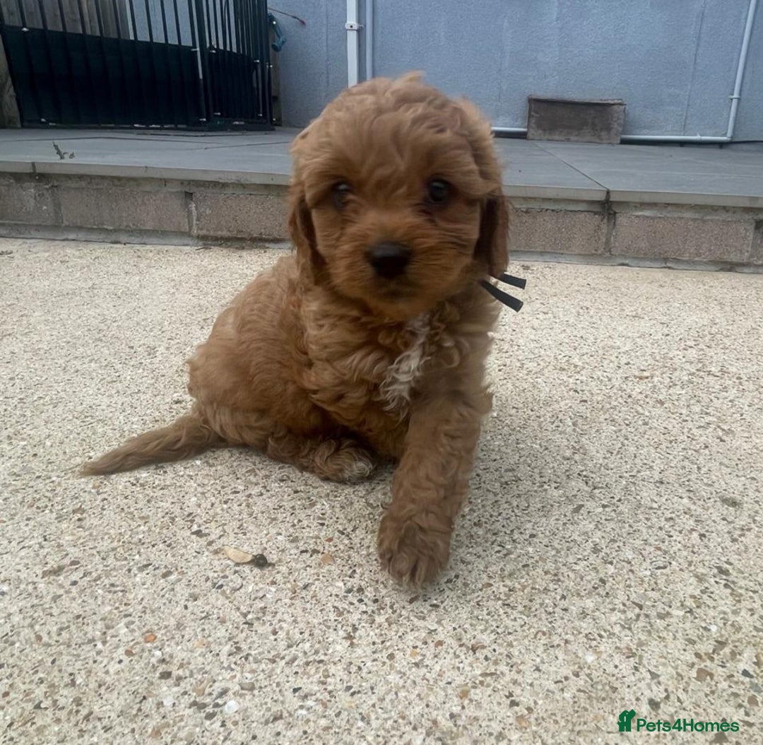 Cavapoo dogs for sale: Stunning Deep red health tested f1 cavapoos  - Image 24