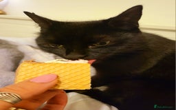 Domestic Shorthair cats for sale: Gadget - Image 3