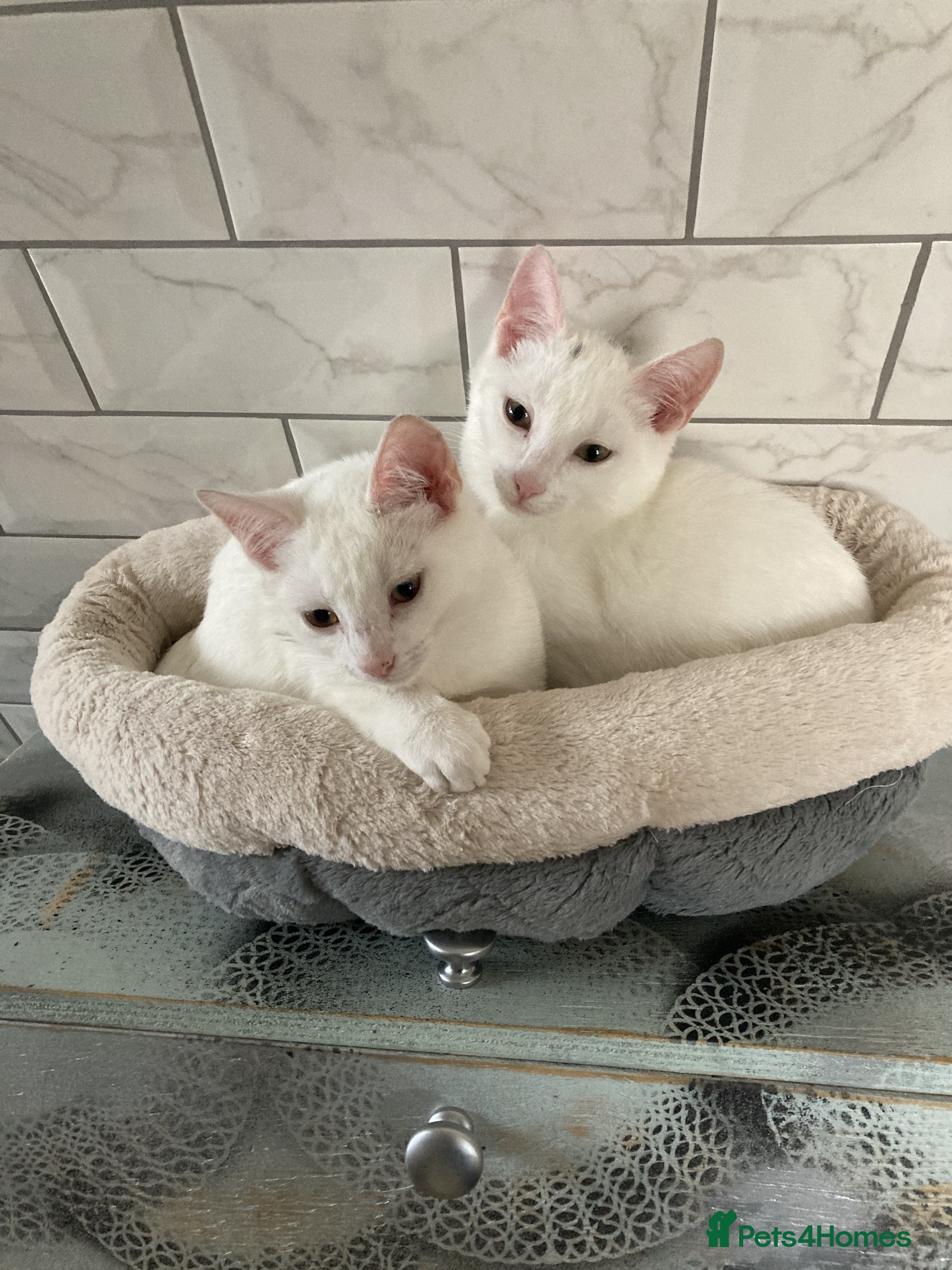 Turkish Van cats Gorgeous and Loving Turkish Van kittens - Advert 2