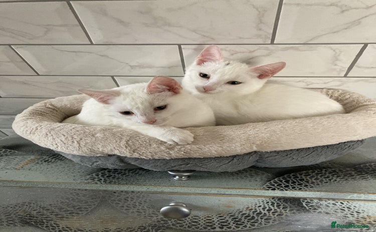 Turkish Van cats - Advert 1