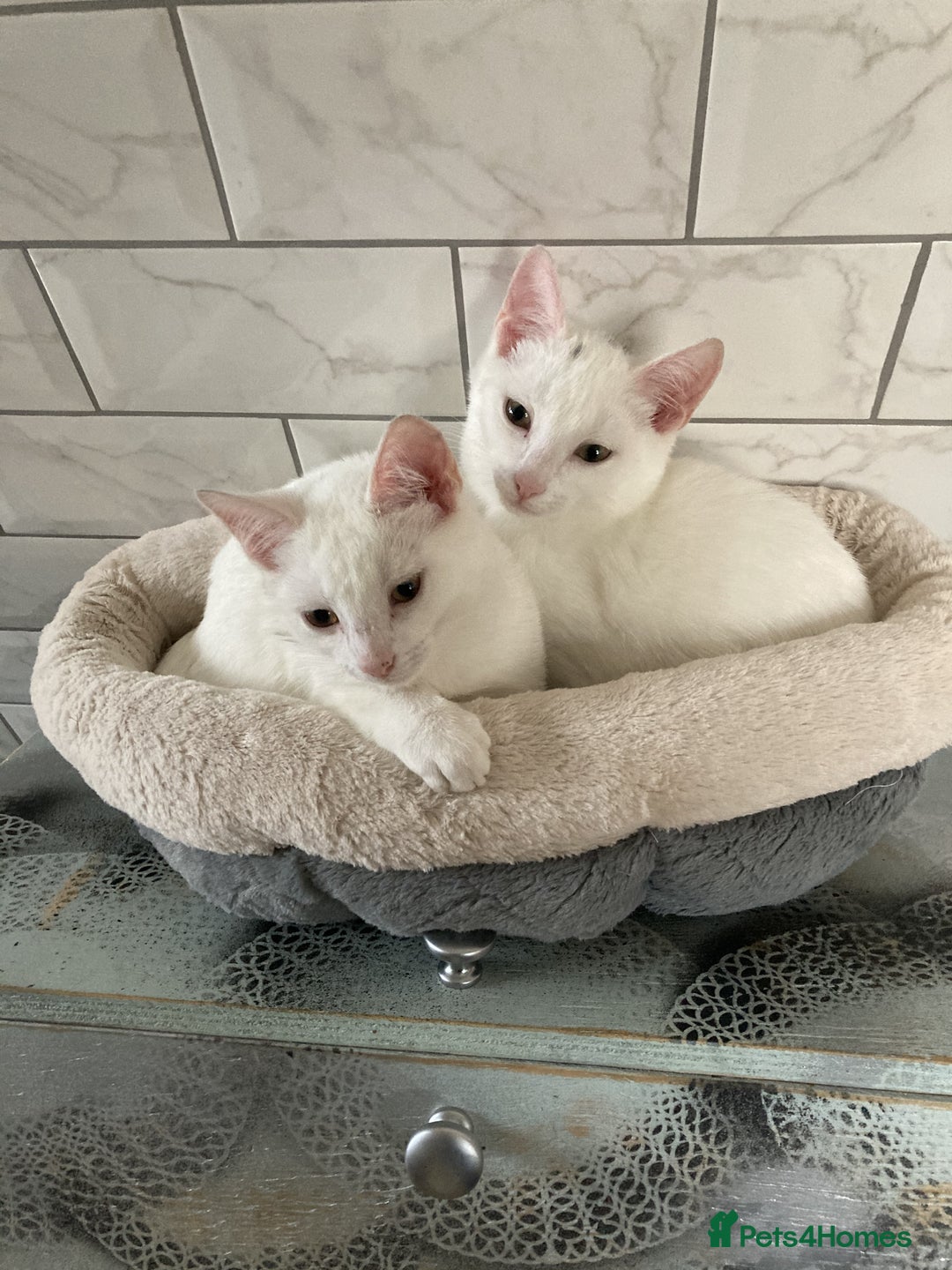 Turkish Van cats for sale: Gorgeous and Loving Turkish Van kittens - Image 1