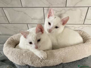 Turkish Van cats - Advert 10