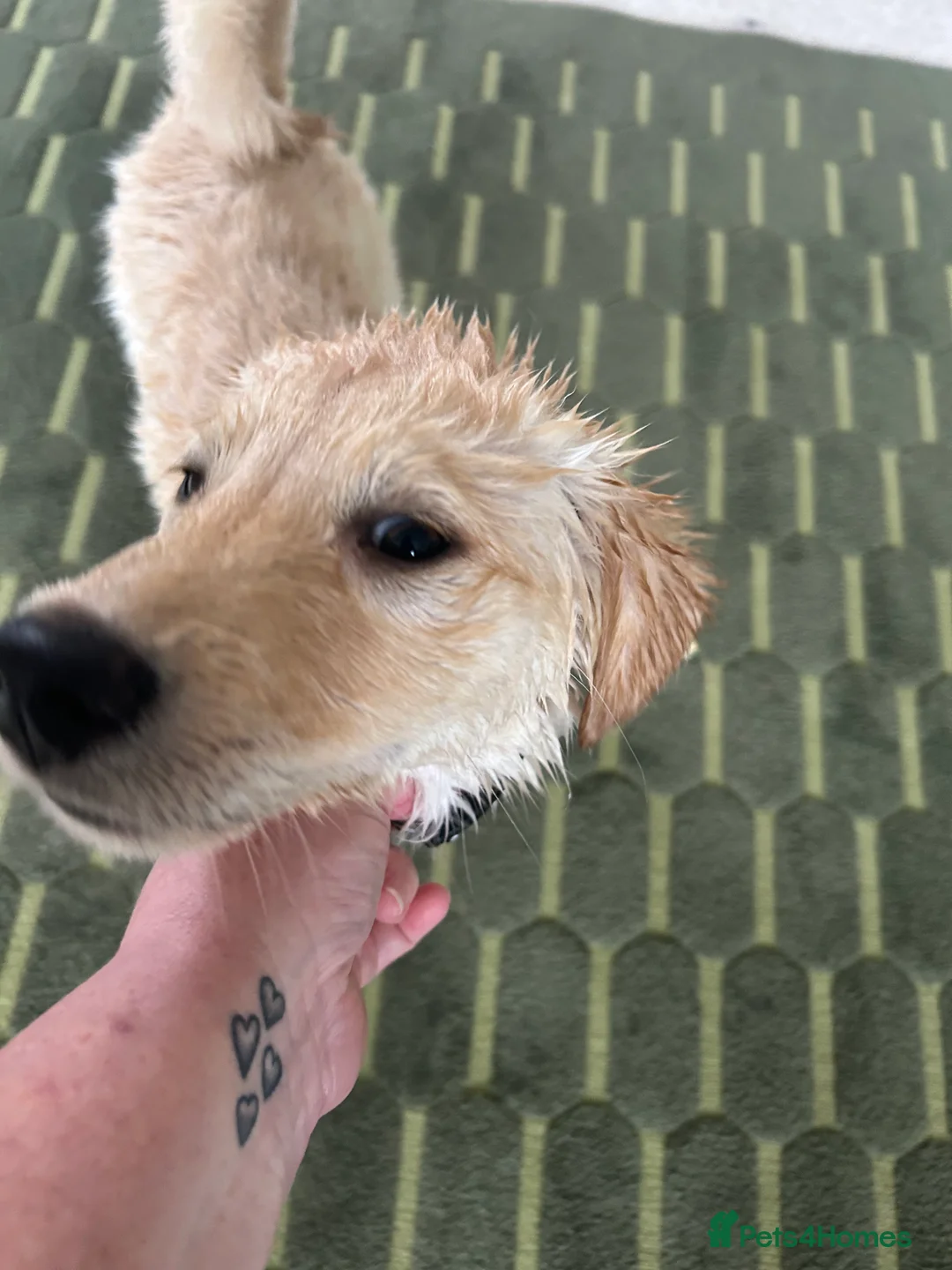 Mixed Breed dogs for sale: 1 year old male dog husky cross labordoodle  - Advert 3