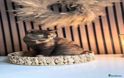 British Shorthair cats for sale: Chocolate tortie British shorthair female  - Image 2