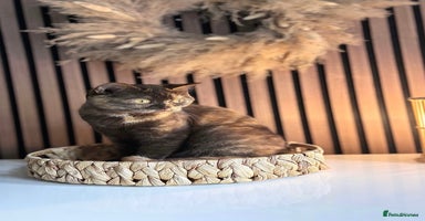 British Shorthair cats - Advert 11