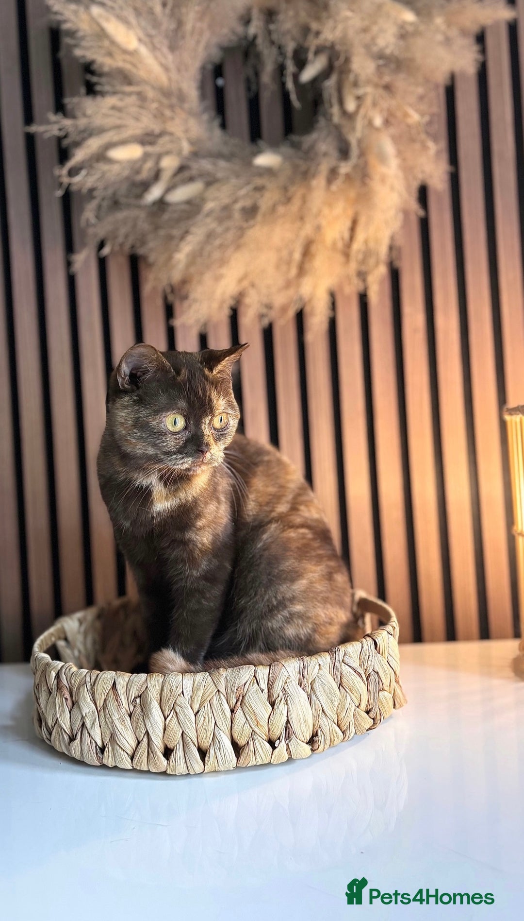 British Shorthair cats for sale: Chocolate tortie British shorthair female  - Image 2