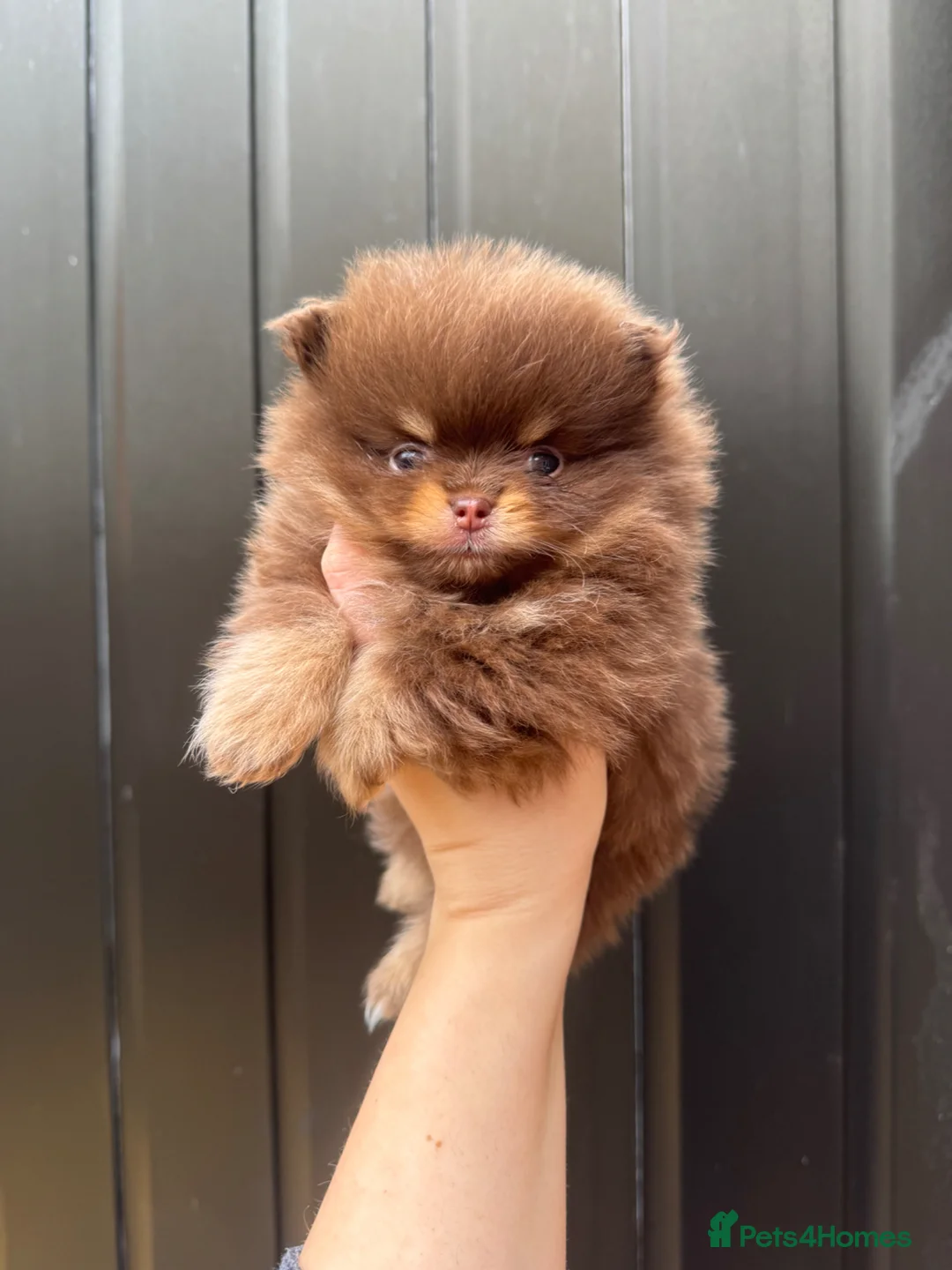 Pomeranian dogs for stud: STUD - TINY Russian & Taiwanese CHIAO LI YA  - Advert 2