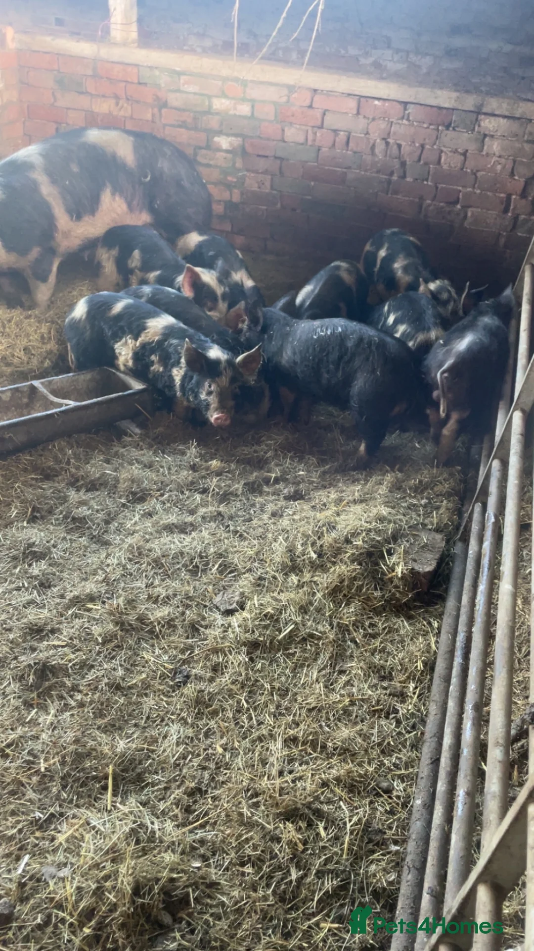Pig livestock for sale: Gloucester old spot x Berkshire  - Advert 7