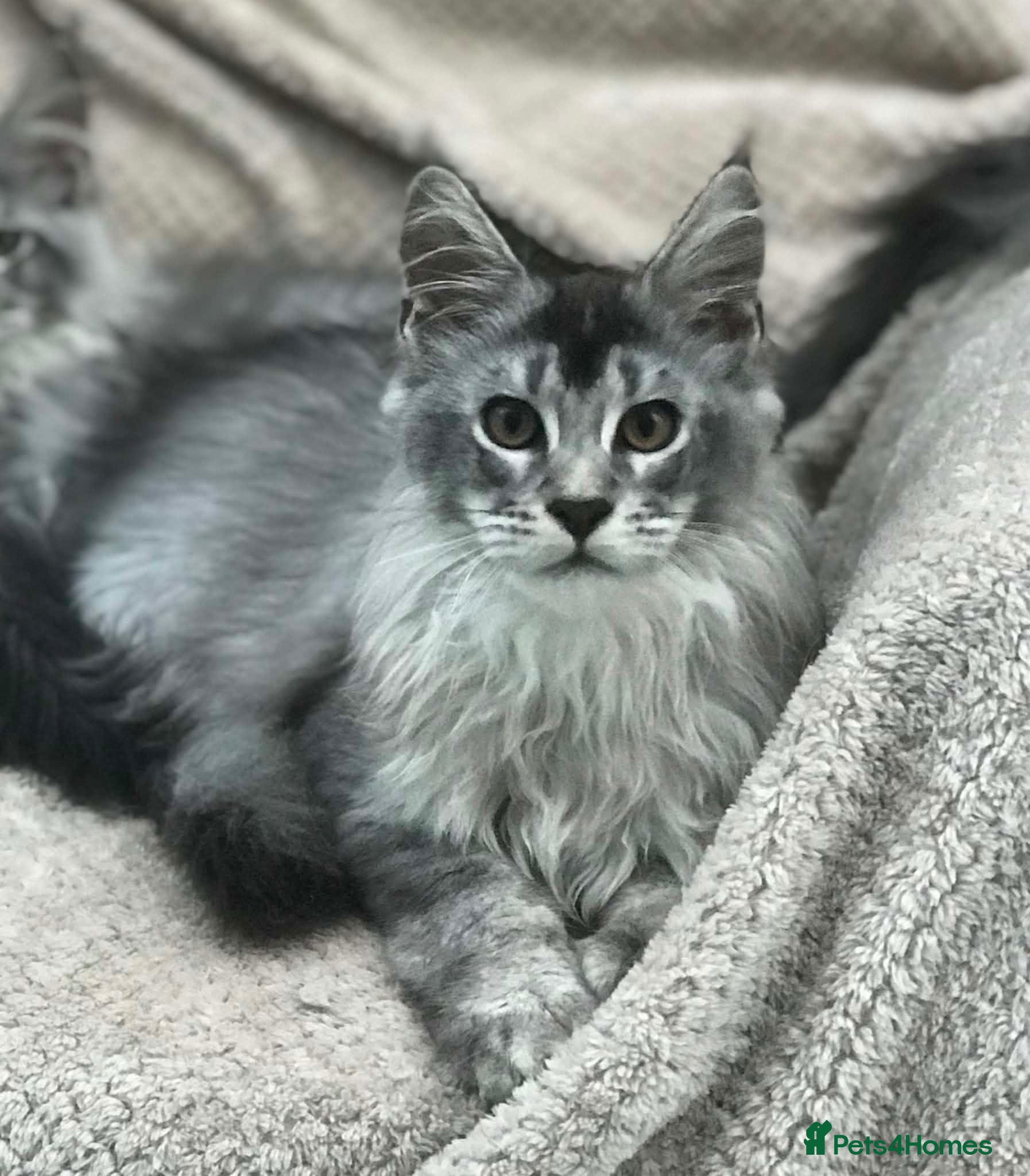 Maine Coon cats POLYDACTYL MAINE COON KITTENS - Advert 1