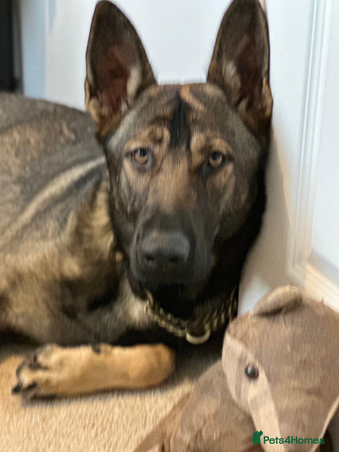 German Shepherd dogs for sale: Available working line female GSD  - Advert 2