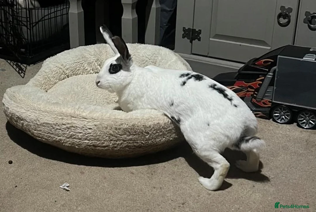 Rex rabbits for sale: Snowball  in Feltham - Advert 2