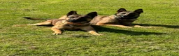 Belgian Shepherd Dog dogs for sale: Belgian Malinois  - Advert 3