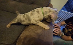 American Bully dogs for sale: American pocket bullys - Image 9
