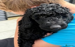 Labradoodle dogs for sale: Price reduced ready now Toy mini labradoodle f2bb  - Image 12