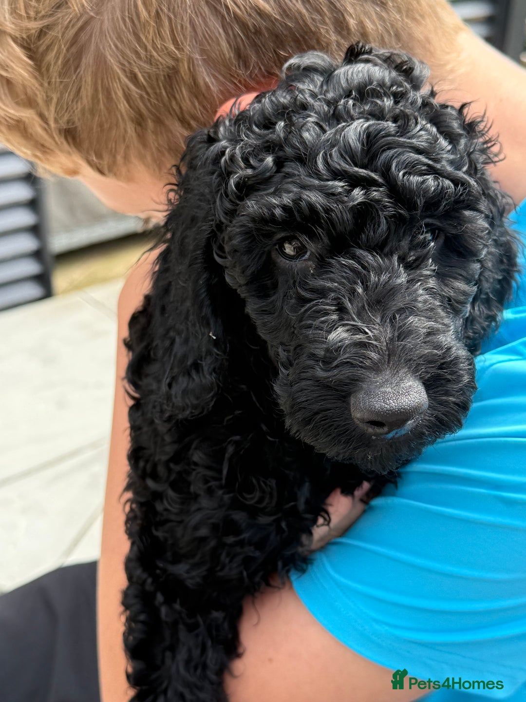 Labradoodle dogs for sale: Price reduced ready now Toy mini labradoodle f2bb  - Image 12