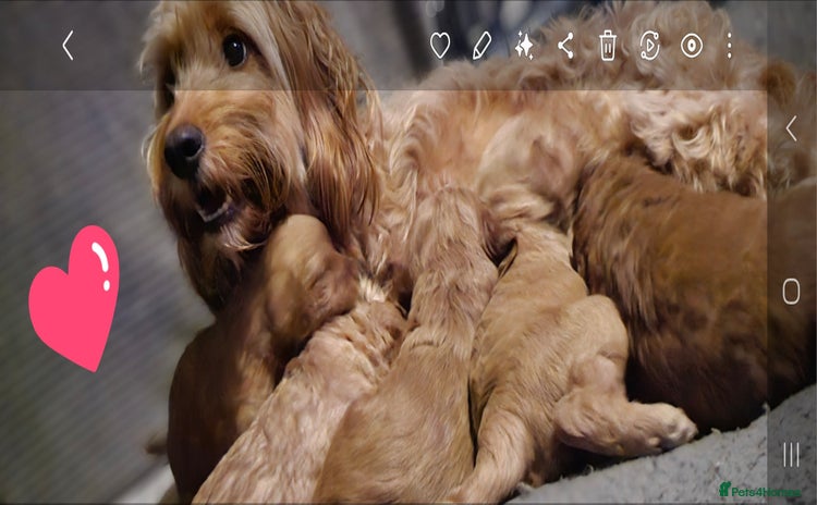 Cockapoo dogs - Advert 16
