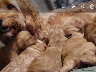 Cockapoo dogs - Advert 9